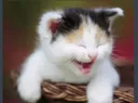 z_mbg_catsleep z_mbg_catsleep