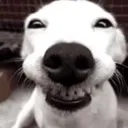 cheesin