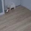 bbamanyoom