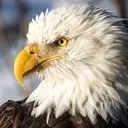 BaldEagle