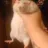 ratchoke