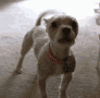ALLP_DogBarking