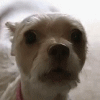ALLP_DogBark