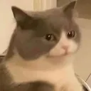 CC_Cat_Hmm