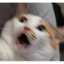 CC_Cat_Shock