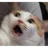 :CC_Cat_Shock: CC_Cat_Shock