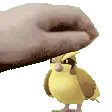 pet_pidgey_pkmd