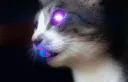 acidpussy