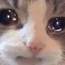 cat_be_sad