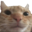 Catstare catstare Discord Emoji