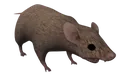 ratz