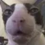 Bingus