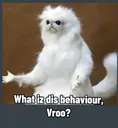 z_mbg_whtisthisbehavior
