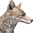 CoyoteC