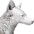 CoyoteA