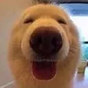 happy_snoof