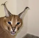 mildlyannoyed mildlyannoyed