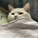 catsleep02