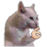 at_catok Discord emoji