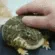 PetFroge