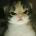 kittymadJK kittymadJK