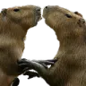 Capylovas