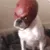 HGdaredevildog HGdaredevildog