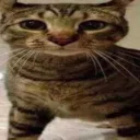 These_Cat