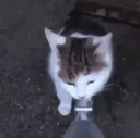 CatBlast