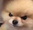 Dog_angry Dog_angry