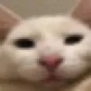 catbruh