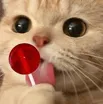 ie_cat_cute