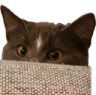 kitek