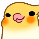 birbvibe