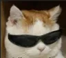 CoolCat