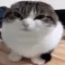 wawaevolved