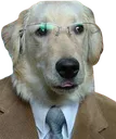 businessdog