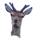 deergod