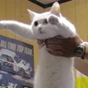 3gibkitty