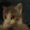 snof