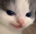cat Discord emoji