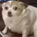 concern_doggo