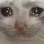 sadCat sadCat