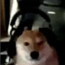 perro
