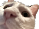 kitty Discord emoji