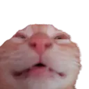 Cate cate Discord Emoji