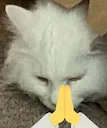 YukiPrayge