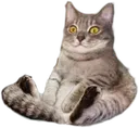 satcat