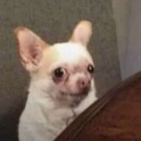 aa_awkwarddog Discord emoji