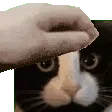 EmojiForDominatingCatProfilePict
